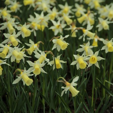 Narcissus 'Elka'