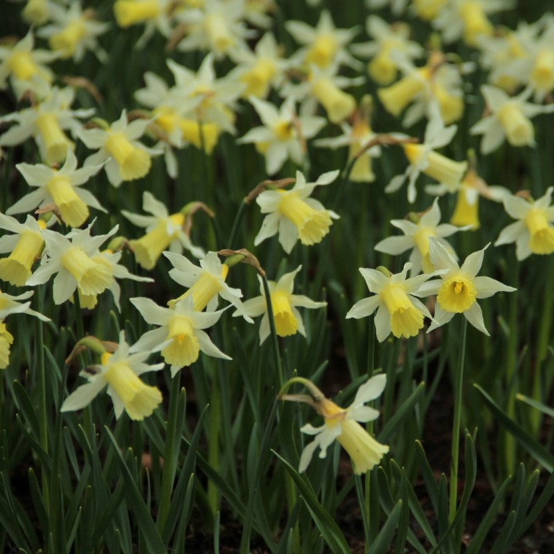 Narcissus 'Elka'