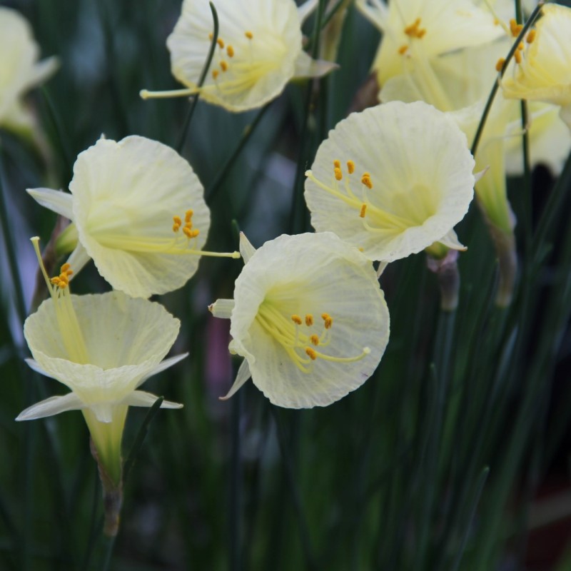Narcissus 'Julia Jane'