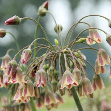 Nectaroscordum siculum