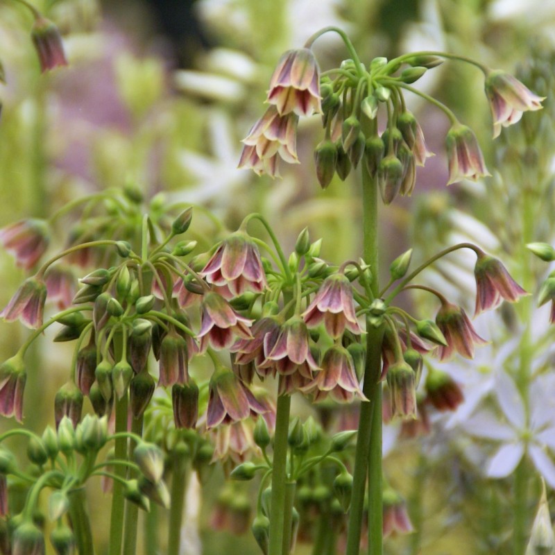 Nectaroscordum siculum
