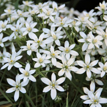 Ornithogalum umbellatum