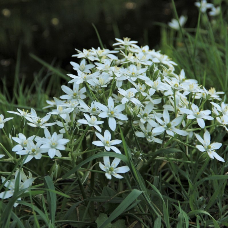 Ornithogalum umbellatum