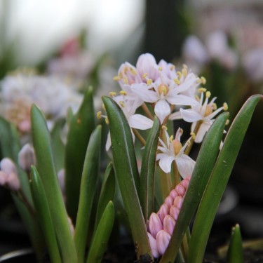 Scilla bifolia 'Rosea'