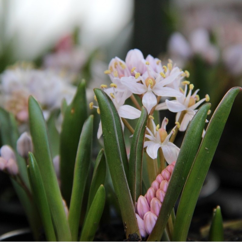 Scilla bifolia 'Rosea'