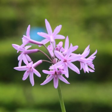 Tulbaghia violacea