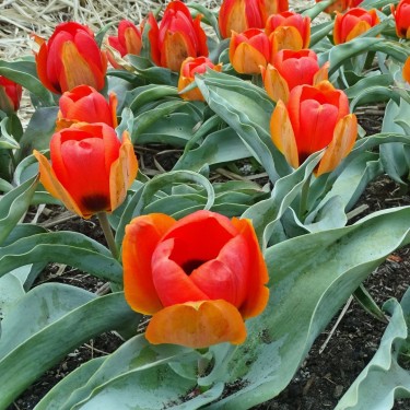 Tulipa albertii