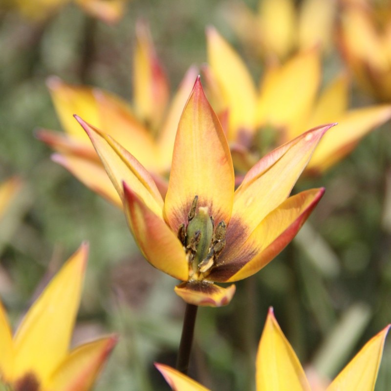 Tulipa aucheriana x hageri -geel- 