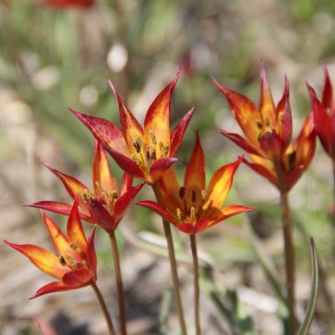 Tulipa aucheriana x hageri -rood- 