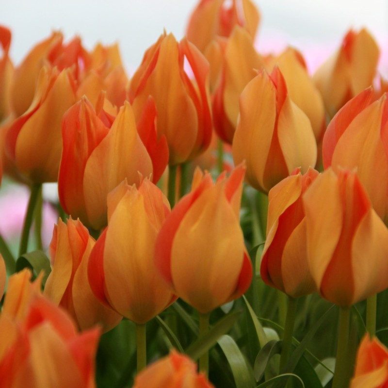 Tulipa batalinii 'Salmon Gem'