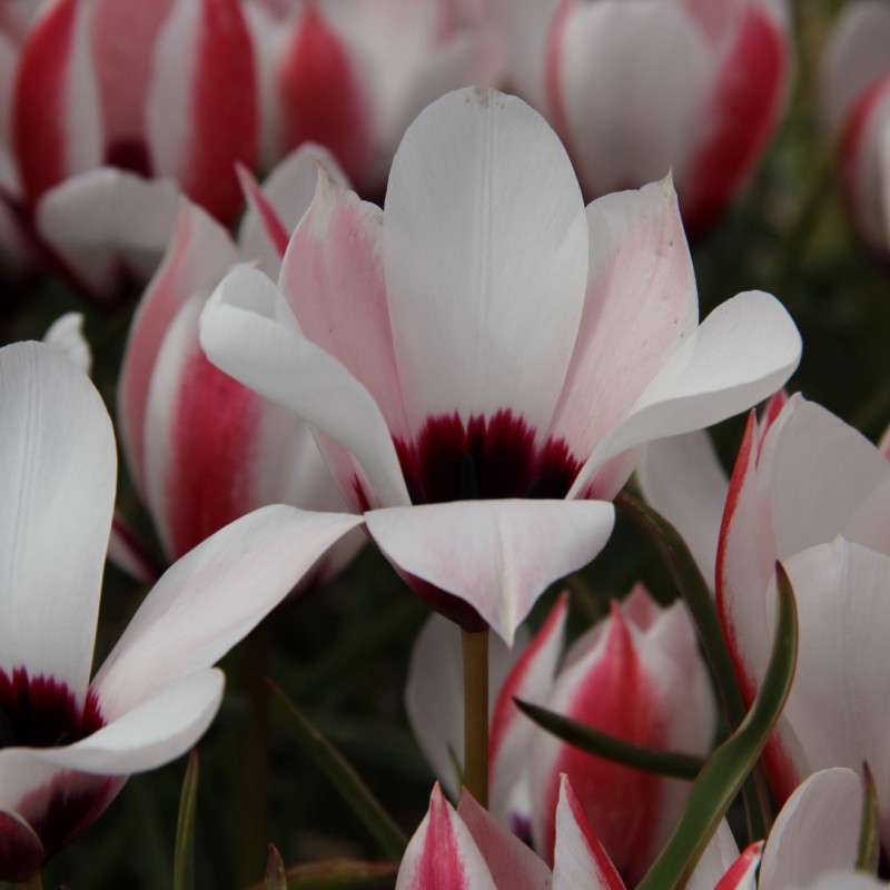 Tulipa clusiana 'Chitral Vale'