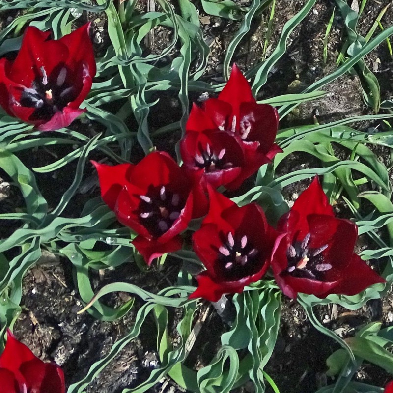 Tulipa ulophylla
