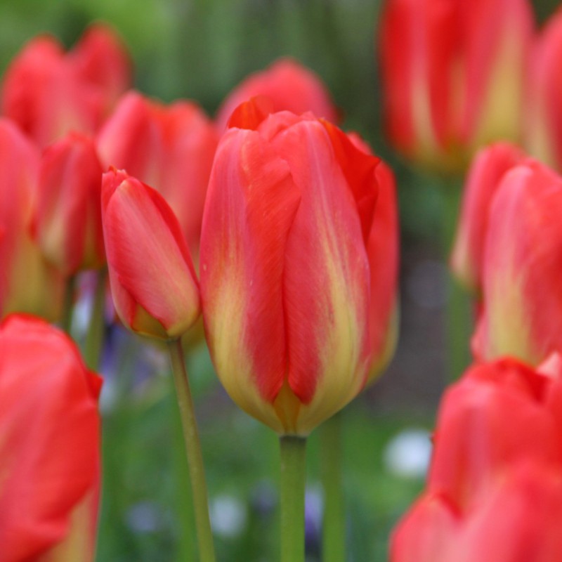 Tulipa 'Red Alert'