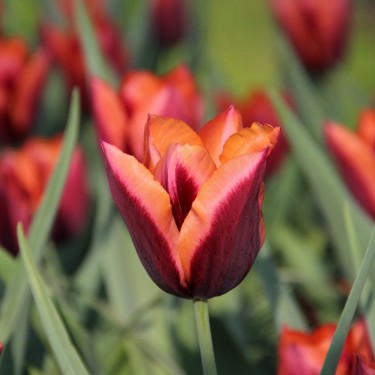 Tulipa 'Slawa'
