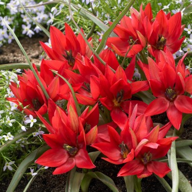 Tulipa 'Fenna'