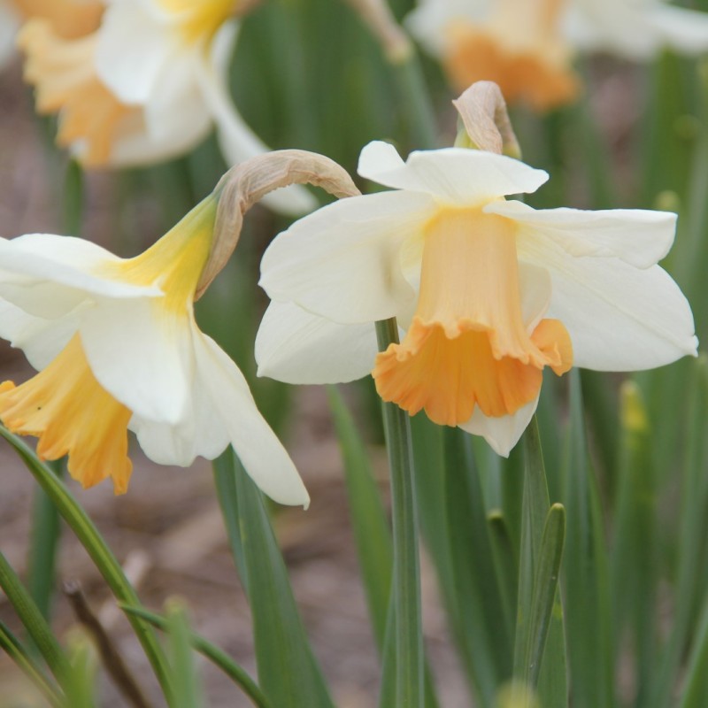 Narcissus 'Delta Wings'