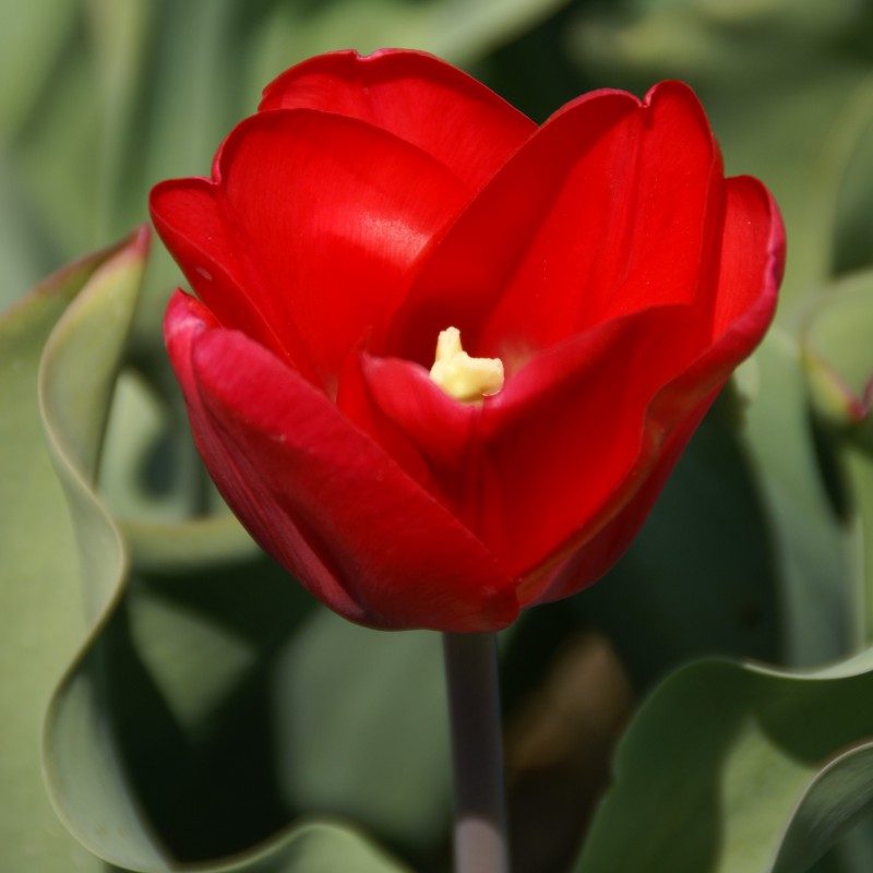 Tulipa 'Princess Juliana'