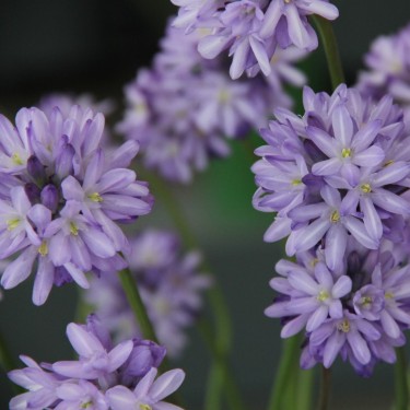Bijenpakket voor in de border - 120 stuks.