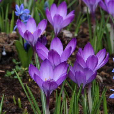 Bijenpakket voor in de border - 120 stuks.