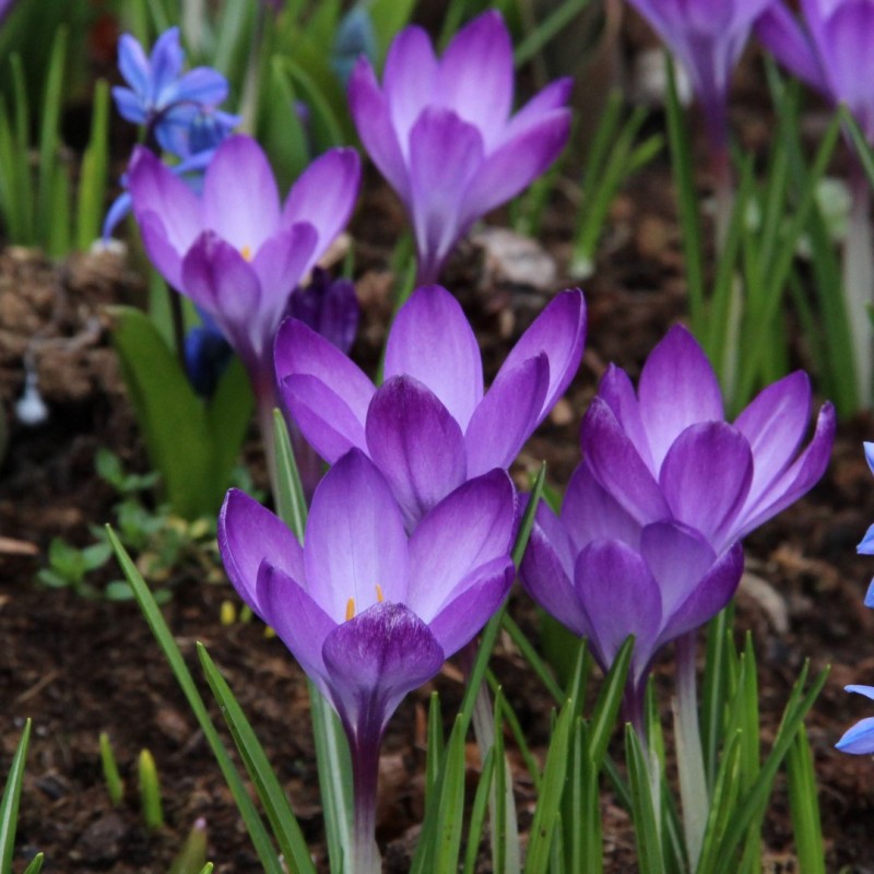 Bijenpakket voor in de border - 120 stuks.