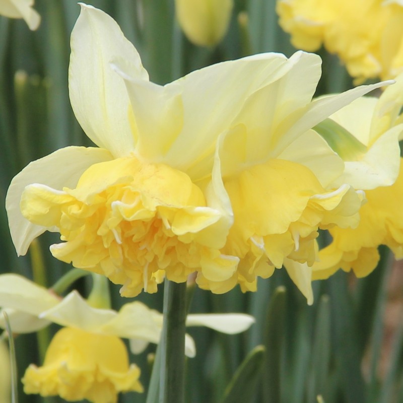 Narcissus 'Toyama'