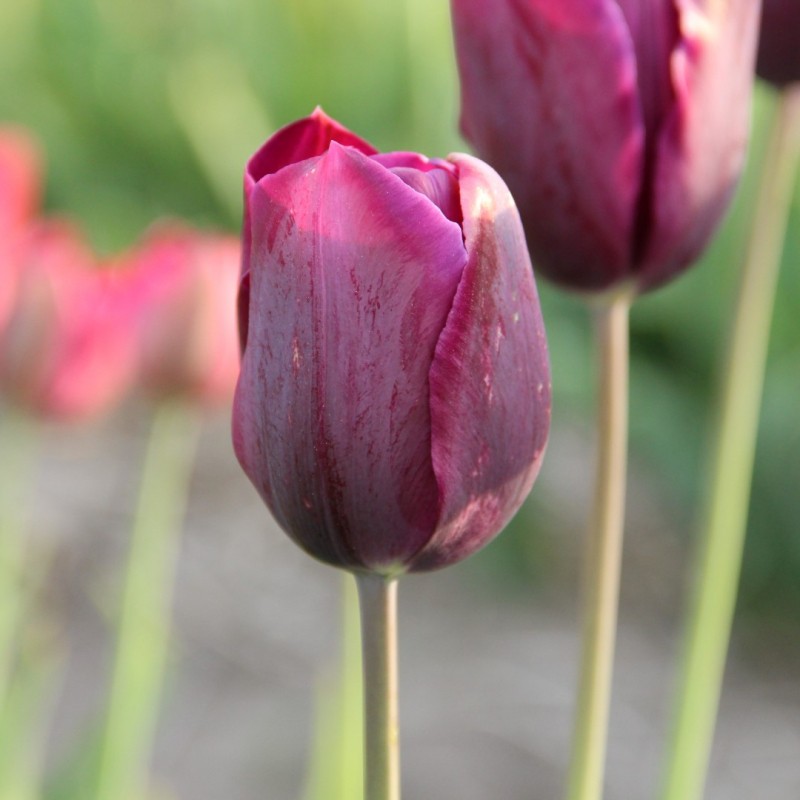 Tulipa 'Bacchus'