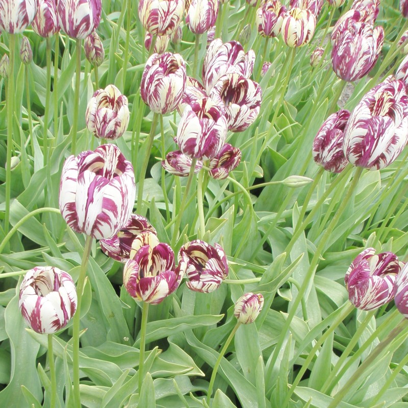 Tulipa 'Charles Le Brun' -broken-