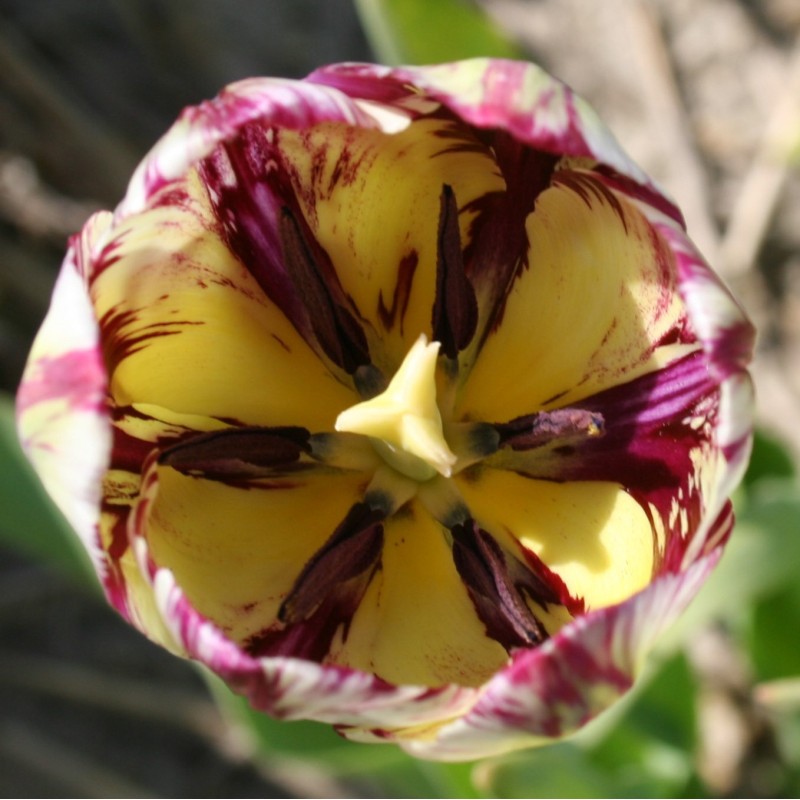 Tulipa 'May-Blossom' -broken-