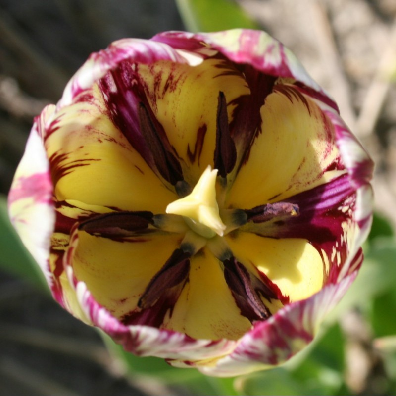 Tulipa 'Merry Blossem'...