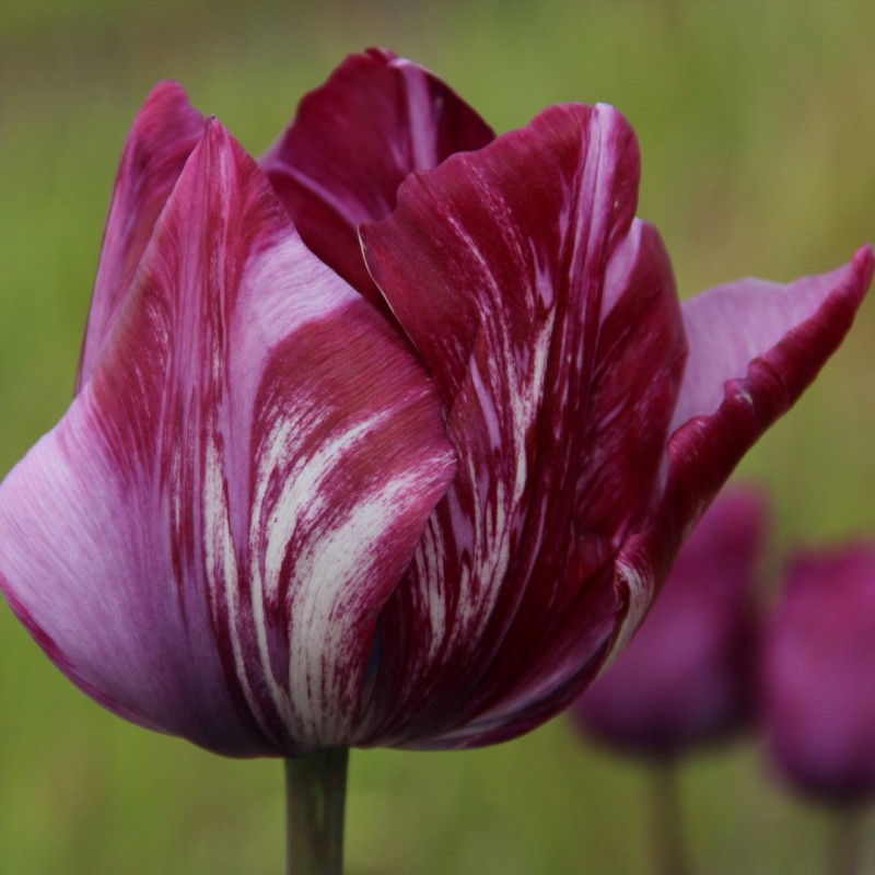 Tulipa 'Lady Catherine Gordon' 