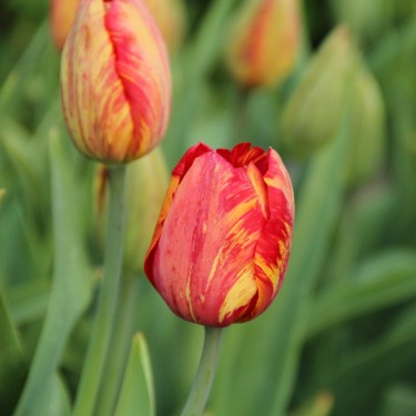 Tulipa 'Rubens' -broken-