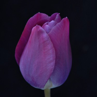 Tulipa 'Cardinal Manning'