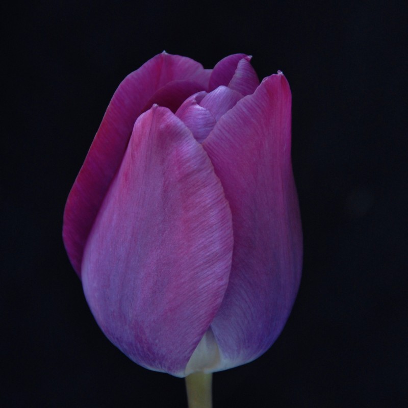 Tulipa 'Cardinal Manning' Tulipa 'Cardinal Manning'