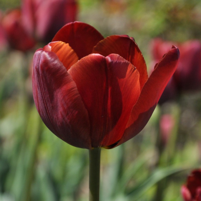 Tulipa 'Jules Favres'