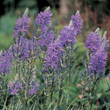 Camassia quamash -grootverbruik-