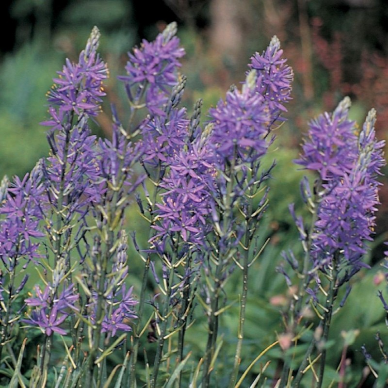 Camassia quamash -grootverbruik-