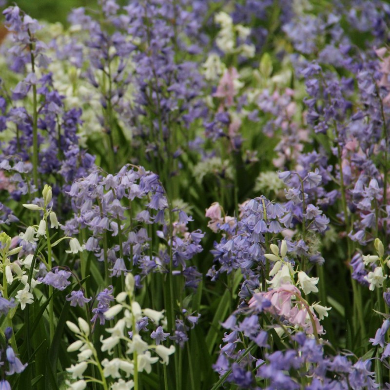 Hyacinthoides hispanica -mix- -grootverbruik-