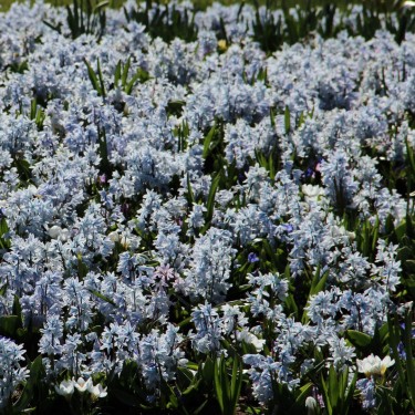 Puschkinia scilloides var. libanotica -grootverbruik-