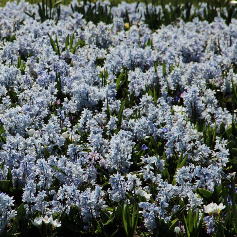 Puschkinia scilloides var. libanotica -grootverbruik-