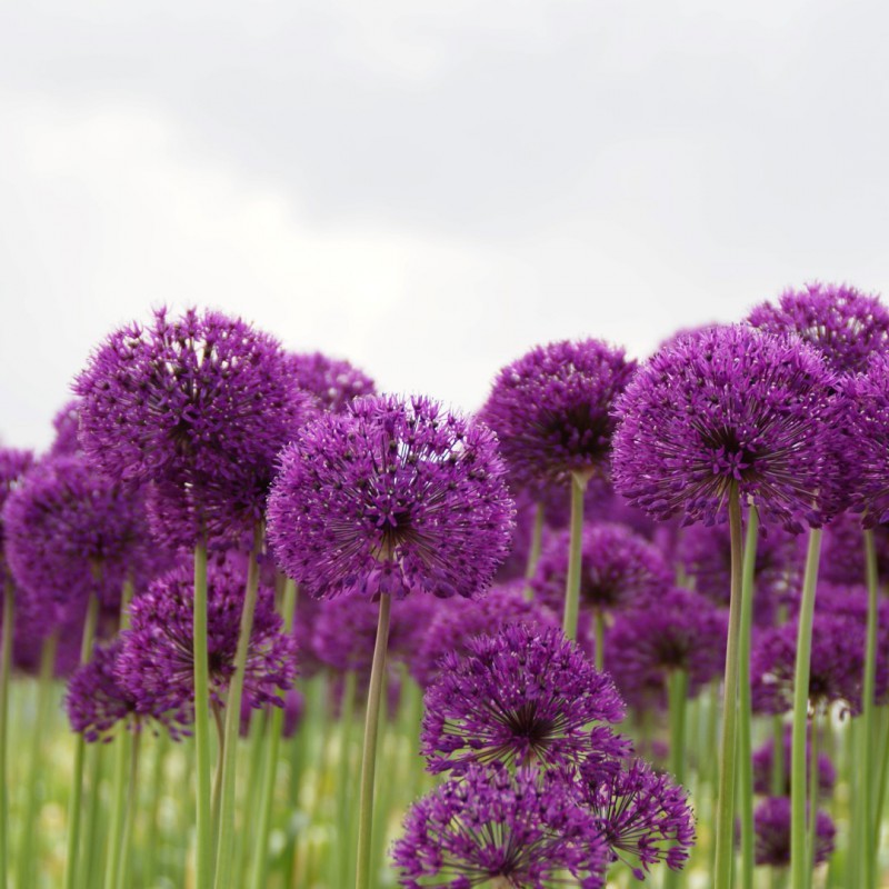 Allium 'Purple Sensation'...