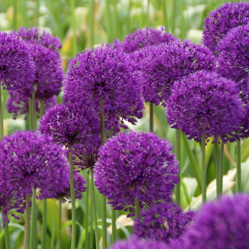 Allium 'Purple Sensation' -grootverbruik-