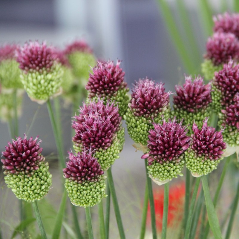 Allium sphaerocephalon -grootverbruik-