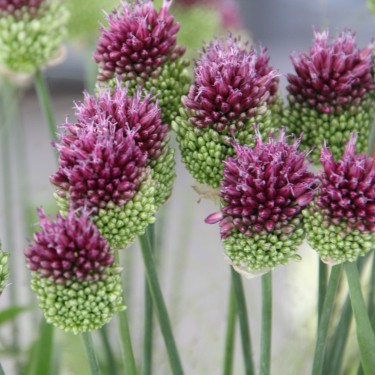 Allium sphaerocephalon -grootverbruik-