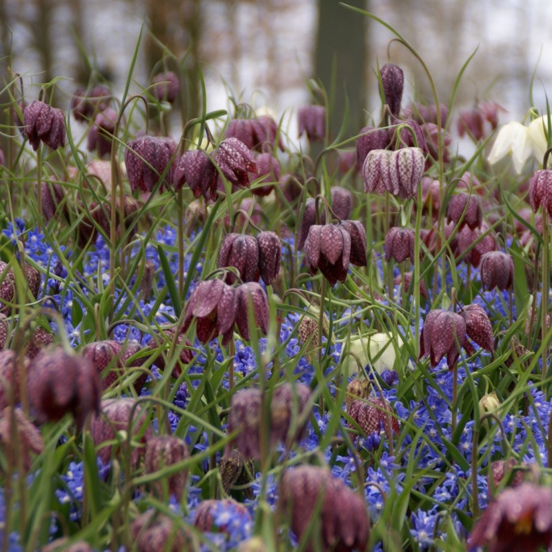 Fritillaria meleagris -grootverbruik-