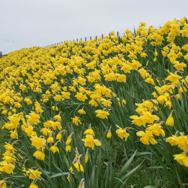 Narcissus 'Carlton' -grootverbruik- 