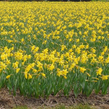 Narcissus 'Carlton' -grootverbruik- 