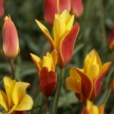 Tulipa clusiana var. chrysantha -grootverbruik-