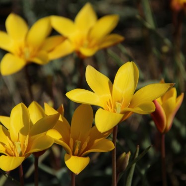 Tulipa clusiana var. chrysantha -grootverbruik-