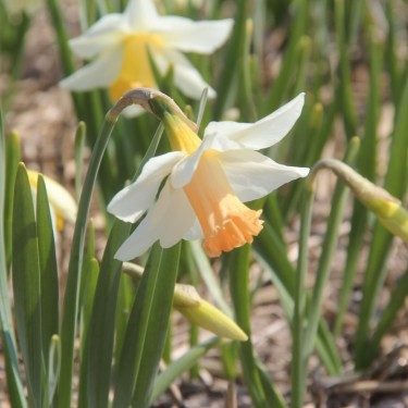 Narcissus 'Delta Wings'