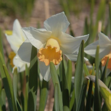 Narcissus 'Delta Wings'